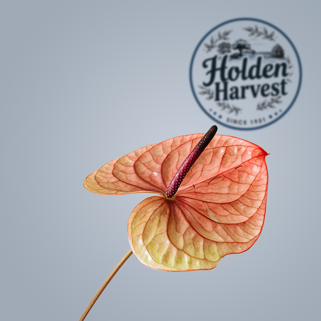 Anthurium -blush